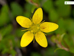 Attēlu rezultāti vaicājumam “Saxifraga hirculus flower”