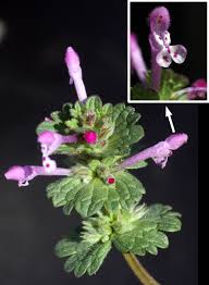 Attēlu rezultāti vaicājumam “Lamium amplexicaule”