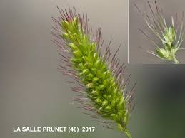 Attēlu rezultāti vaicājumam “Setaria italica”