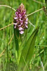 Attēlu rezultāti vaicājumam “Dactylorhiza incarnata leaf”