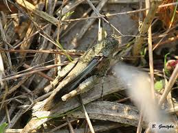 Attēlu rezultāti vaicājumam “Oedipoda caerulescens”