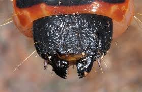 Attēlu rezultāti vaicājumam “Cossus cossus imago”