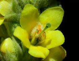Attēlu rezultāti vaicājumam “Verbascum thapsus bud”
