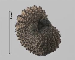 Attēlu rezultāti vaicājumam “Silene viscaria bud”