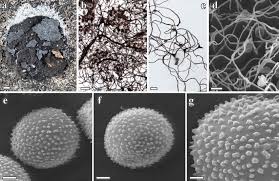 Attēlu rezultāti vaicājumam “Amaurochaete sp.”