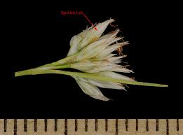 Attēlu rezultāti vaicājumam “Rhynchospora alba flower”