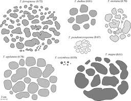 Attēlu rezultāti vaicājumam “Tubifera ferruginosa (subsp. ferruginosa)”