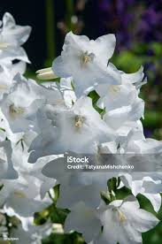 Image result for Campanula formanekiana