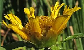 Attēlu rezultāti vaicājumam “Bidens cernua flower”