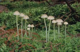Attēlu rezultāti vaicājumam “Mycena epipterygia”