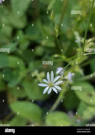Attēlu rezultāti vaicājumam “Stellaria longifolia”
