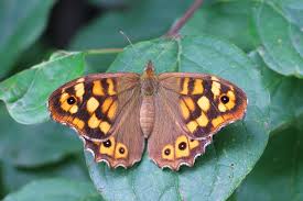 Attēlu rezultāti vaicājumam “Pararge aegeria upperside”