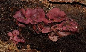 Attēlu rezultāti vaicājumam “Ascocoryne cylichnium”