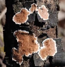 Attēlu rezultāti vaicājumam “Steccherinum bourdotii”