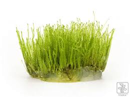 Attēlu rezultāti vaicājumam “Taxiphyllum wissgrillii”