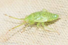 Attēlu rezultāti vaicājumam “Pantilius tunicatus”