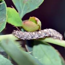 Attēlu rezultāti vaicājumam “Pareulype berberata”