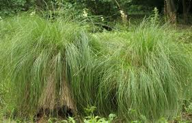 Attēlu rezultāti vaicājumam “Carex paniculata”