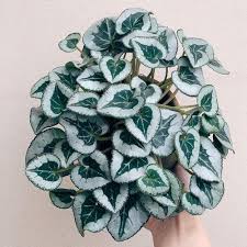 Image result for Cyclamen persicum