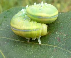 Attēlu rezultāti vaicājumam “Cimbex luteus”