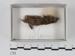 Attēlu rezultāti vaicājumam “Cribraria intricata”