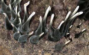 Attēlu rezultāti vaicājumam “Neocudoniella albiceps”