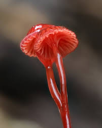 Attēlu rezultāti vaicājumam “Cribraria rubiginosa macro”