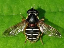 Attēlu rezultāti vaicājumam “Sericomyia sp.”