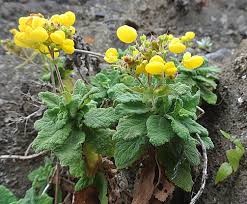 Image result for Calceolaria integrifolia