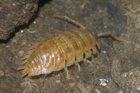 Attēlu rezultāti vaicājumam “Oniscus asellus”