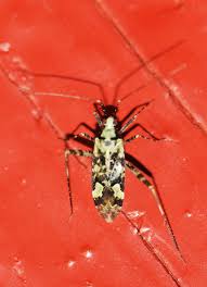 Attēlu rezultāti vaicājumam “Phytocoris tiliae imago”