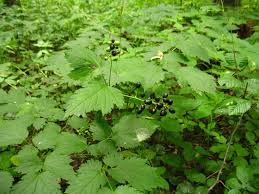 Attēlu rezultāti vaicājumam “Actaea spicata”