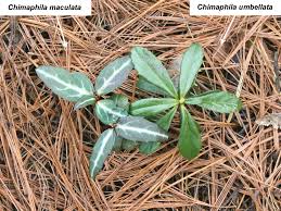 Attēlu rezultāti vaicājumam “Chimaphila umbellata”
