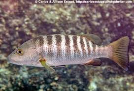 Image result for Lutjanus novemfasciatus