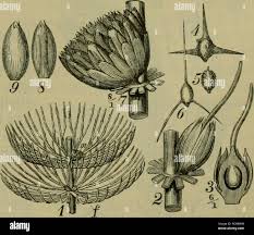 Attēlu rezultāti vaicājumam “Callitriche verna”
