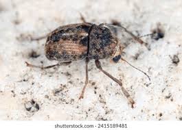 Attēlu rezultāti vaicājumam “Bolitophagus reticulatus imago”