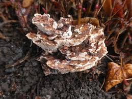 Attēlu rezultāti vaicājumam “Amaurochaete atra spores”