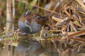 Image result for Porzana pusilla