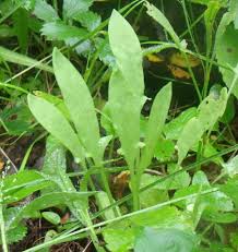 Attēlu rezultāti vaicājumam “Rumex acetosa leaf”