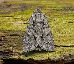 Attēlu rezultāti vaicājumam “Acronicta auricoma larva”