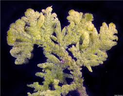 Attēlu rezultāti vaicājumam “Trichocolea tomentella”