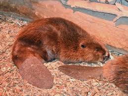 Image result for Castor fiber