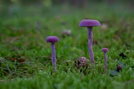 Attēlu rezultāti vaicājumam “Laccaria amethystina”