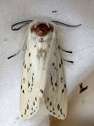 Attēlu rezultāti vaicājumam “Spilosoma lubricipeda”