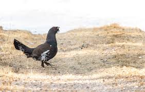 Attēlu rezultāti vaicājumam “Tetrao urogallus male”
