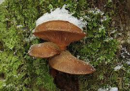 Attēlu rezultāti vaicājumam “Panellus serotinus”