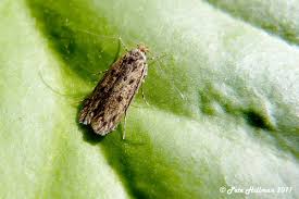 Attēlu rezultāti vaicājumam “Oecophoridae”