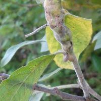 Attēlu rezultāti vaicājumam “Rabdophaga heterobia”