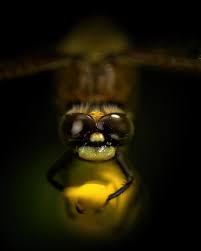 Attēlu rezultāti vaicājumam “Libellula quadrimaculata”