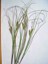 Attēlu rezultāti vaicājumam “Carex rostrata”